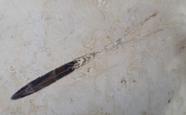 Hibolithes sp. (MONTFORT 1808) - Bild &copy; FossNet FossilienStore